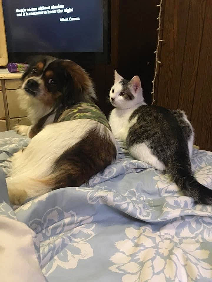 Gideon is registered to the contest to win money with this photo: bed, bed_sheet, bedding, carnivore, cat, comfort, companion_dog, dog, dog_breed, domestic_short_haired_cat, fawn, felidae, fur, linens, room, small_to_medium_sized_cats, tail, textile, toy_dog, whiskers