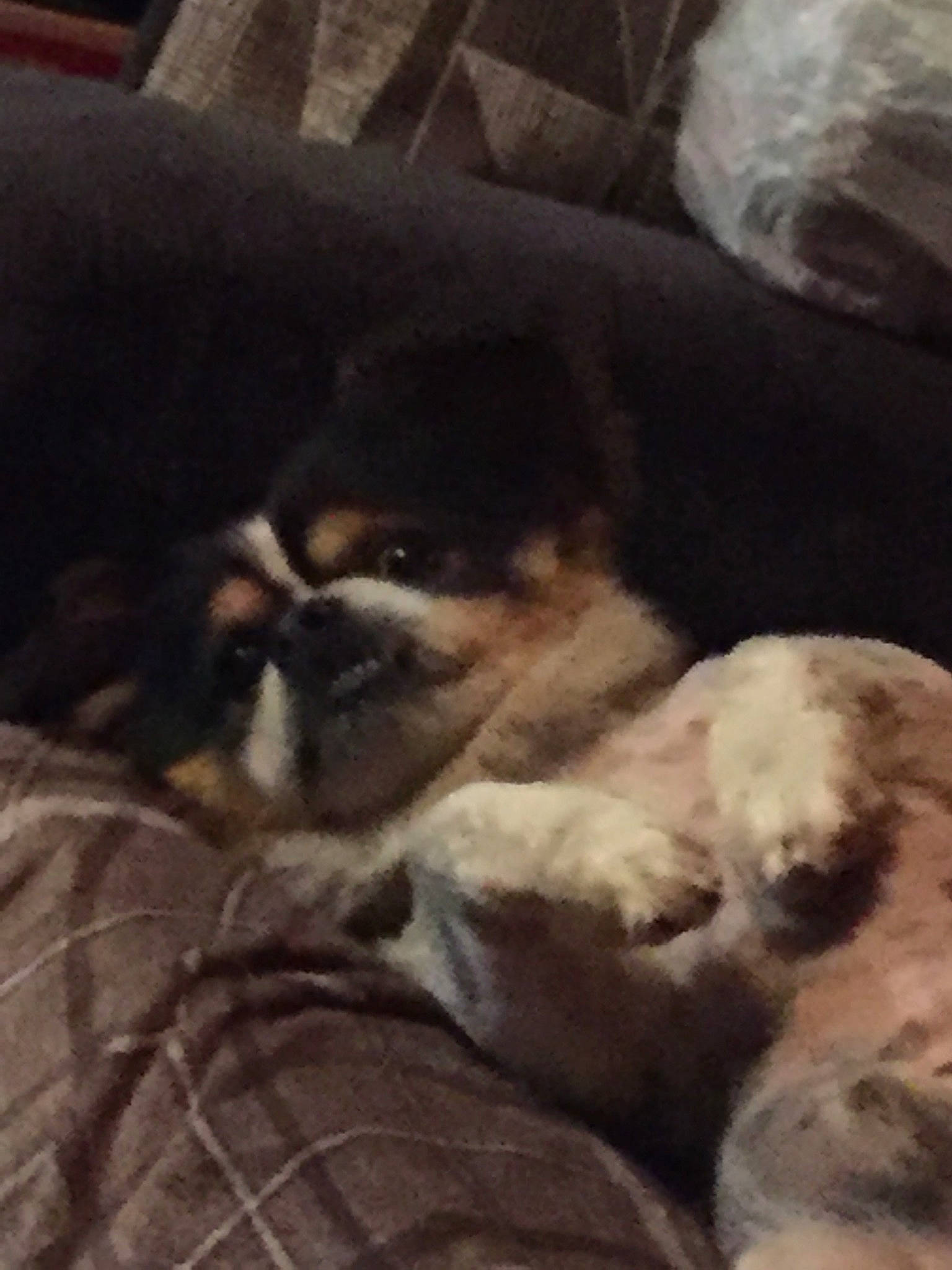 Gideon joined the competition — help win amazing prizes! canidae, carnivore, cloud, comfort, companion_dog, dog, dog_breed, fawn, felidae, fur, nap, non_sporting_group, paw, puppy_love, small_to_medium_sized_cats, snout, sporting_group, toy_dog, whiskers, working_animal