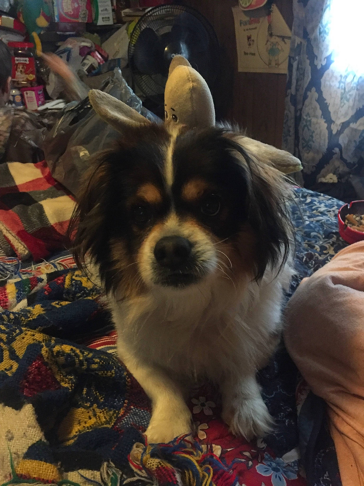 Gideon is registered to the contest to win money with this photo: art, canidae, carnivore, companion_dog, dog, dog_breed, fur, pattern, puppy, snout, spaniel, sporting_group, terrestrial_animal, toy_dog, whiskers