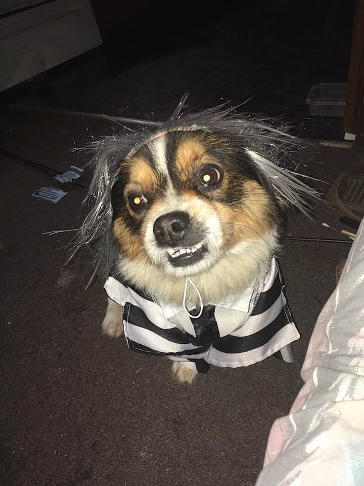 Gideon is registered to the contest to win money with this photo: ball, canidae, carnivore, companion_dog, dog, dog_breed, dog_supply, fashion_accessory, formal_wear, fur, papillon, spaniel, sporting_group, sports_equipment, toy_dog, whiskers, working_animal, working_dog