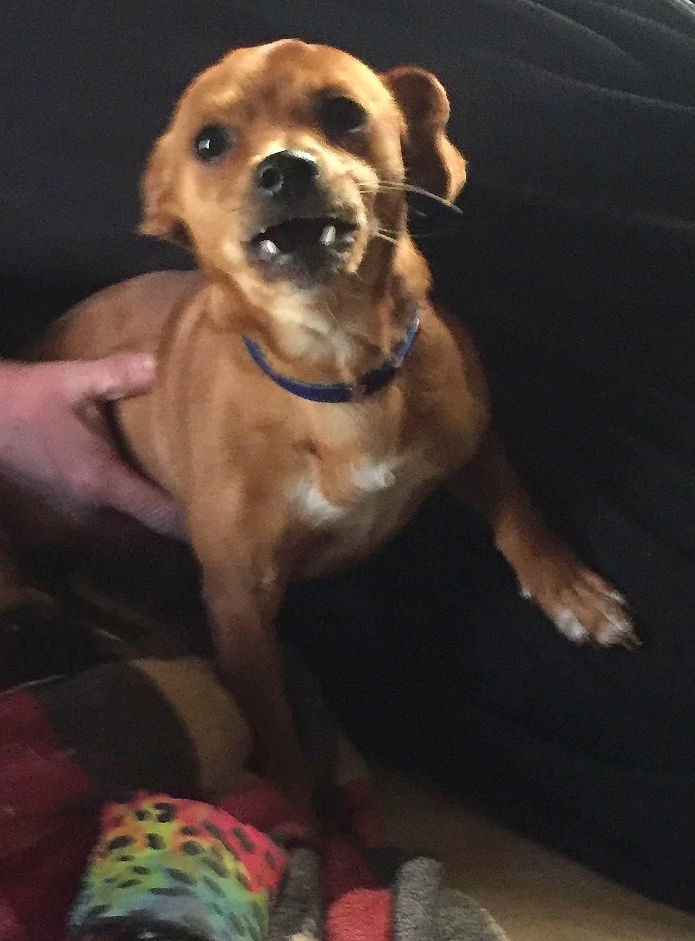 Rosie joined the competition — help win amazing prizes! canidae, carnivore, collar, companion_dog, dog, dog_breed, dog_collar, dog_supply, fawn, fur, guard_dog, paw, pet_supply, puggle, sporting_group, tail, toy_dog, whiskers, working_animal, working_dog