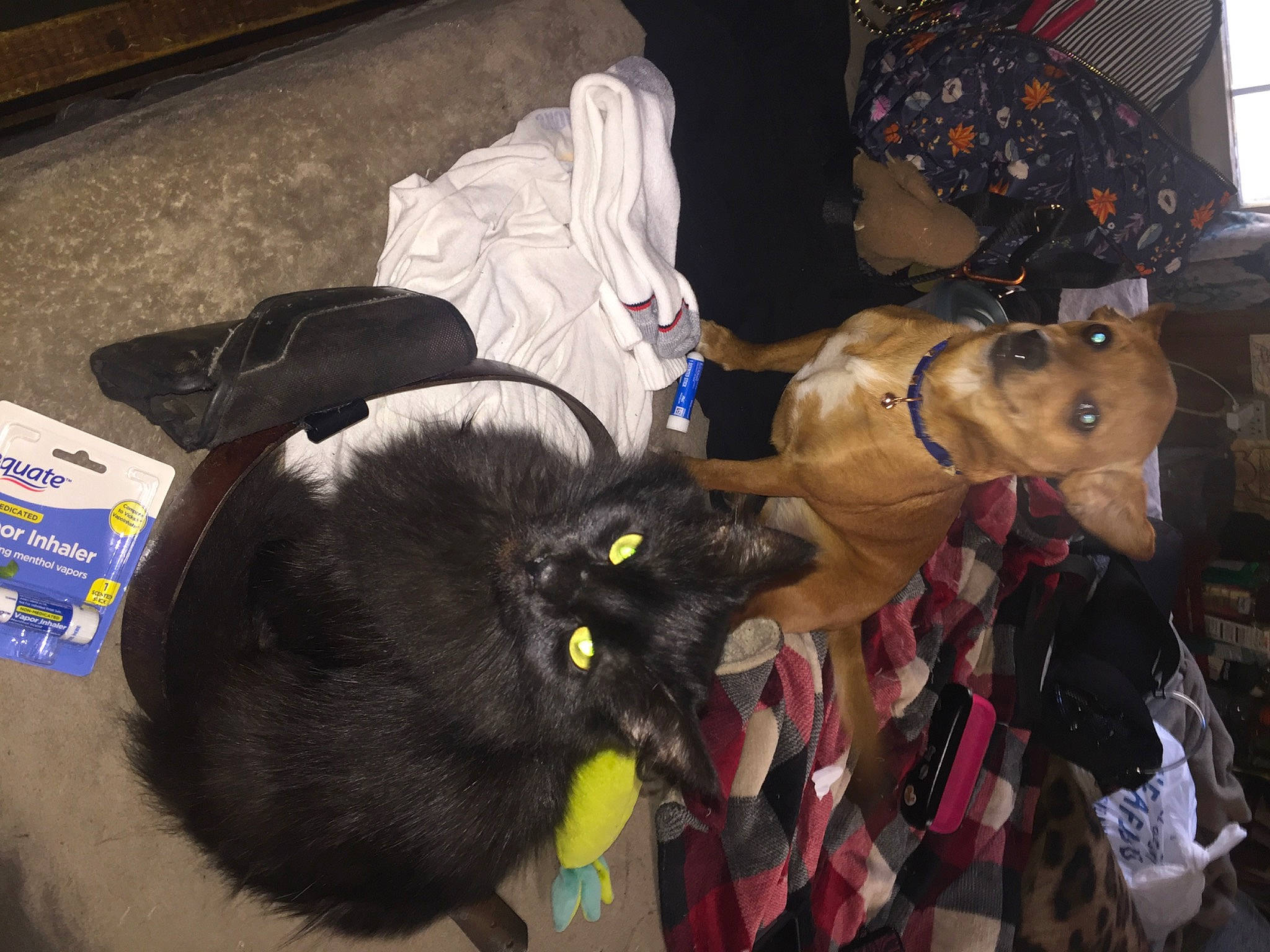 Rosie joined the competition — help win amazing prizes! bag, black_cat, bombay, canidae, carnivore, cat, comfort, dog_breed, domestic_short_haired_cat, event, felidae, fur, hat, lap, luggage_and_bags, mammal, small_to_medium_sized_cats, tail, vertebrate, whiskers