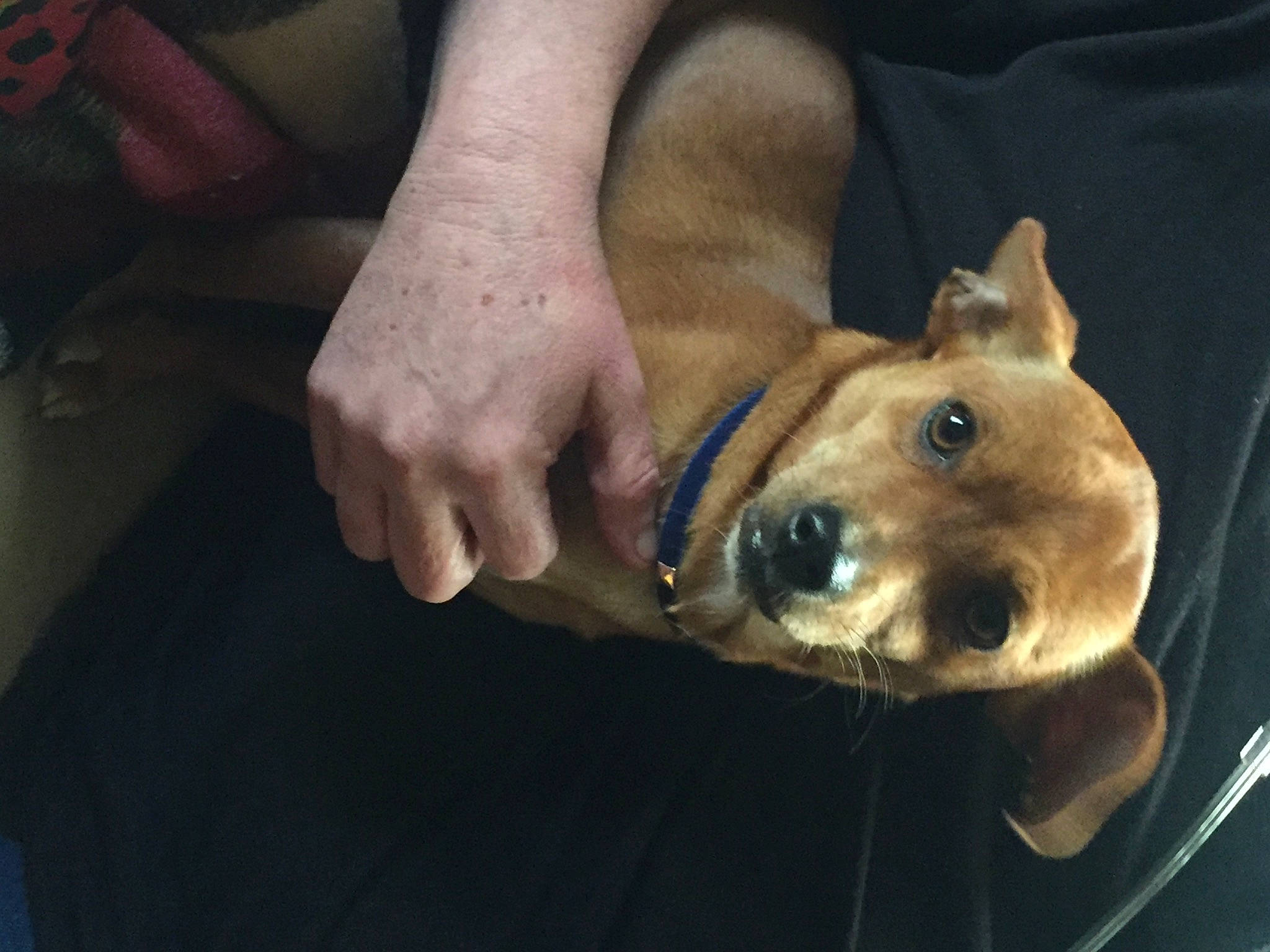 Rosie joined the competition — help win amazing prizes! canidae, carnivore, companion_dog, dog, dog_breed, ear, fawn, fur, human_leg, nail, non_sporting_group, sporting_group, whiskers, working_animal, wrinkle, wrist