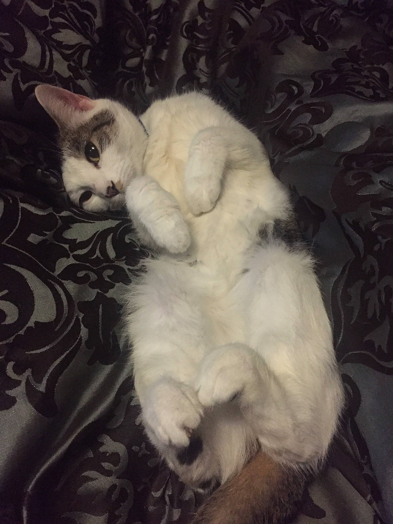 Coraline is registered to the contest to win money with this photo: carnivore, cat, claw, cloud, comfort, domestic_short_haired_cat, fawn, felidae, fur, nap, paw, sky, sleep, small_to_medium_sized_cats, snout, tail, whiskers