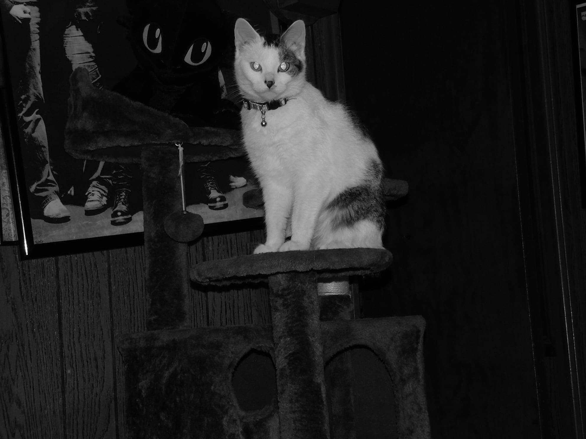 Coraline joined the competition — help win amazing prizes! art, black_and_white, carnivore, cat, darkness, domestic_short_haired_cat, fawn, felidae, fur, grey, monochrome, monochrome_photography, paw, sitting, small_to_medium_sized_cats, snout, style, tail, whiskers, wood