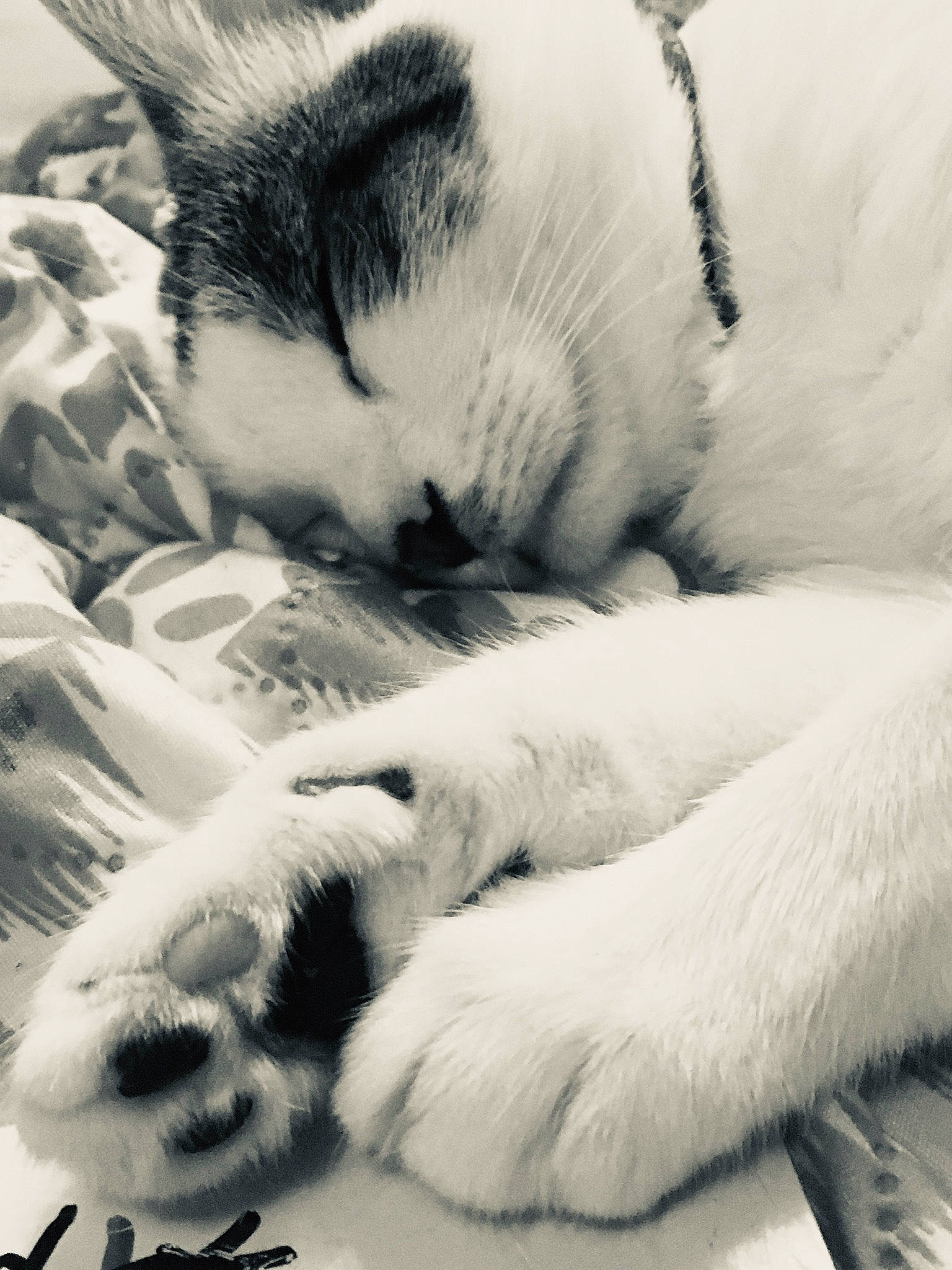 Coraline is registered to the contest to win money with this photo: black_and_white, carnivore, cat, close_up, cloud, comfort, companion_dog, domestic_short_haired_cat, felidae, fur, monochrome, monochrome_photography, nap, paw, small_to_medium_sized_cats, snout, style, tail, whiskers, white