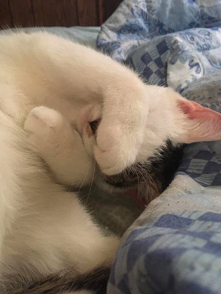 Coraline is registered to the contest to win money with this photo: canidae, carnivore, cat, claw, cloud, comfort, companion_dog, dog_breed, domestic_short_haired_cat, felidae, fur, nap, paw, sleep, small_to_medium_sized_cats, snout, tail, terrestrial_animal, whiskers