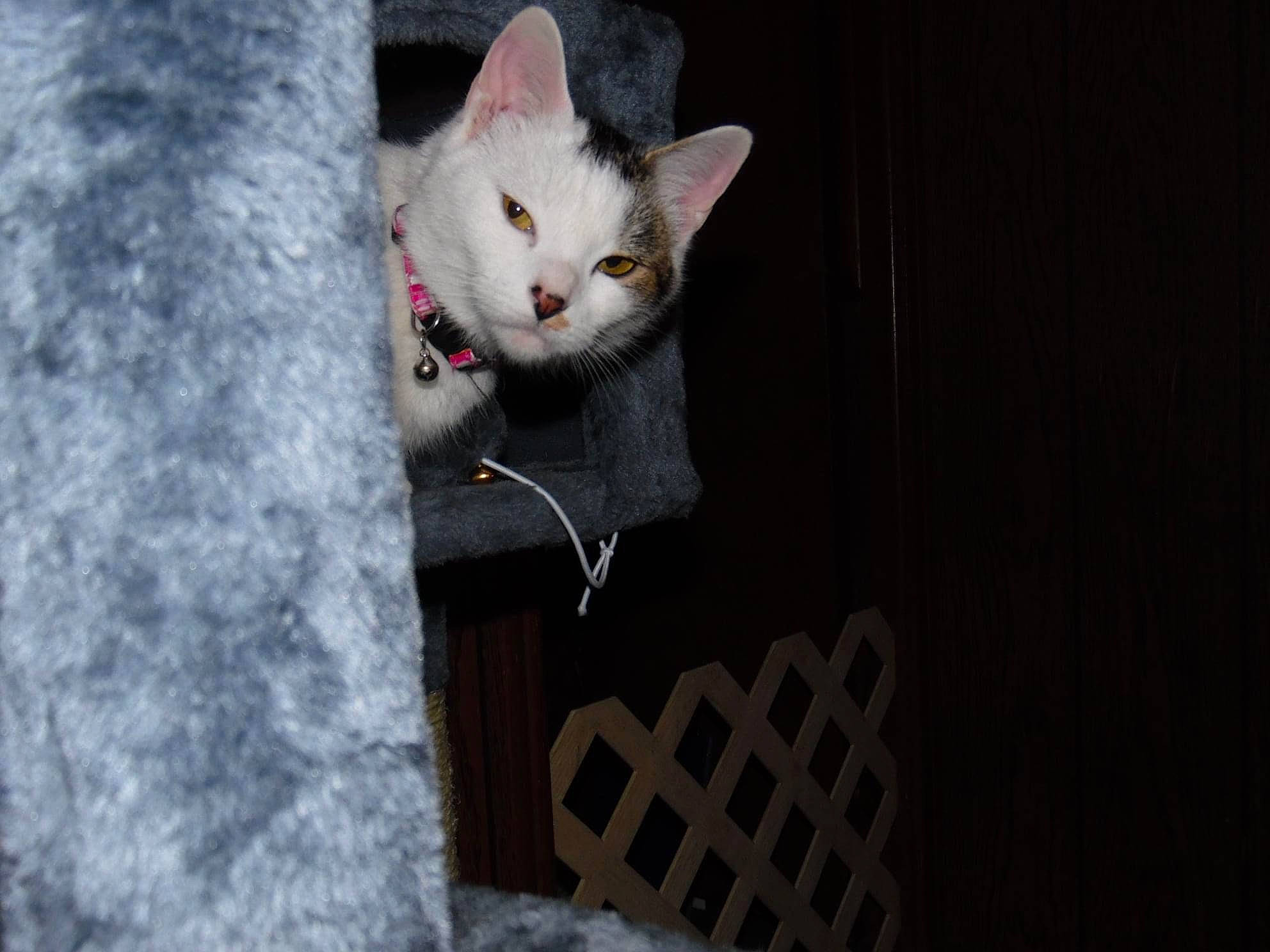 Coraline joined the competition — help win amazing prizes! carnivore, cat, domestic_short_haired_cat, ear, felidae, fur, grey, hardwood, paw, plant, small_to_medium_sized_cats, snout, tail, tree, whiskers, window, wood