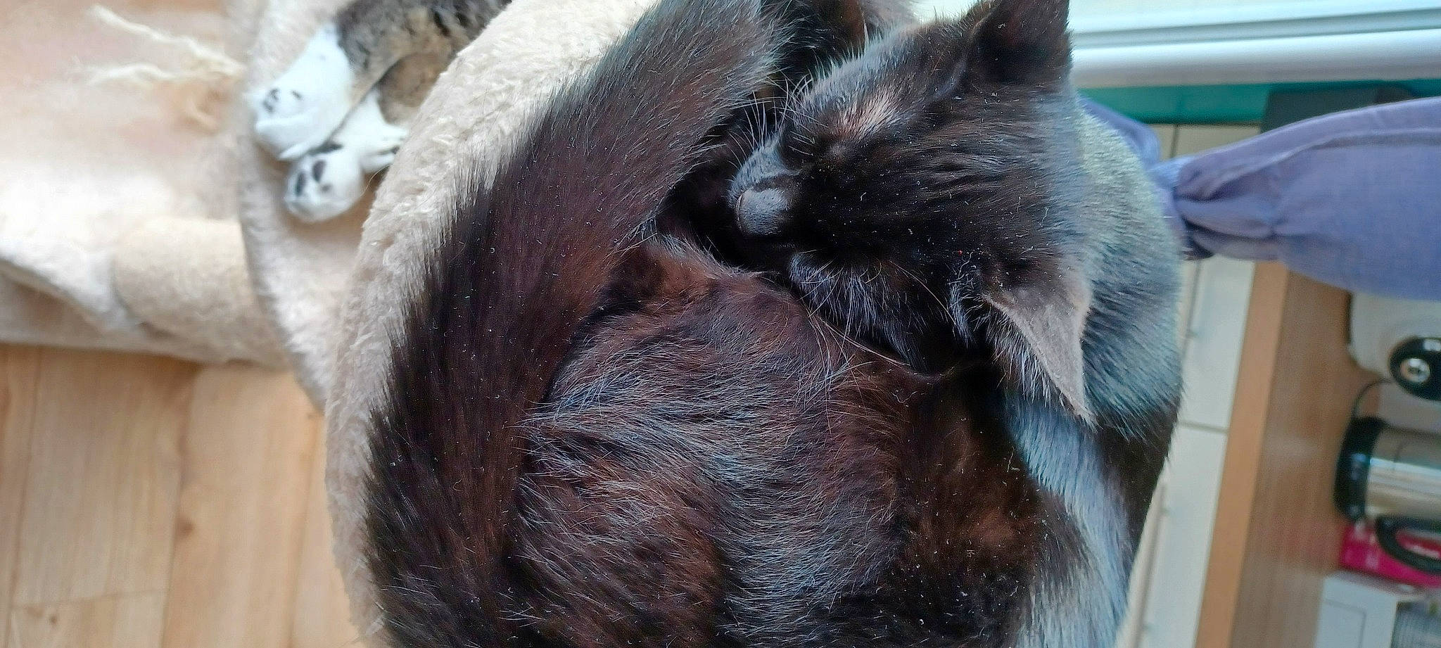 Sookie a rejoint le concours — aidez-le/la à gagner de superbes lots ! carnivore, cat, claw, comfort, domestic_short_haired_cat, fawn, felidae, fur, liver, nap, paw, small_to_medium_sized_cats, snout, tail, terrestrial_animal, whiskers, wood, wool, working_animal, wrinkle