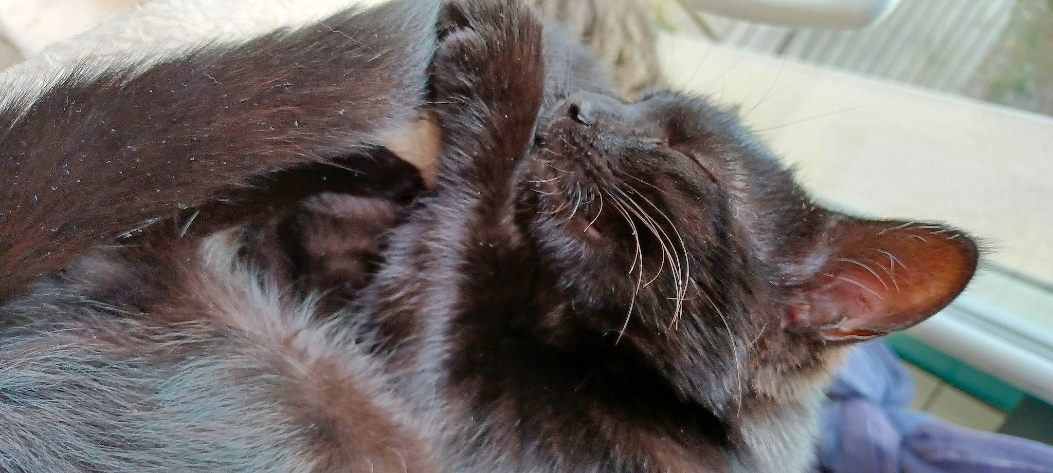 Sookie participe au concours pour gagner de l'argent avec cette photo : black_cat, carnivore, cat, claw, close_up, dog_breed, domestic_short_haired_cat, ear, felidae, fur, liver, nap, paw, small_to_medium_sized_cats, snout, tail, terrestrial_animal, whiskers, wildlife, working_animal