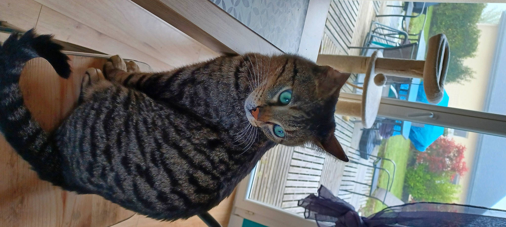 Oggy participe au concours pour gagner de l'argent avec cette photo : carnivore, cat, cat_supply, comfort, domestic_short_haired_cat, felidae, fur, pattern, pet_supply, small_to_medium_sized_cats, snout, tail, terrestrial_animal, thread, whiskers, window, wood, wool, woolen