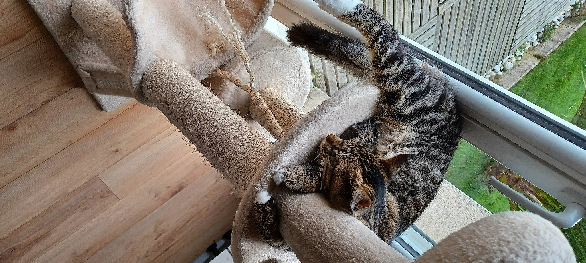 Simba participe au concours pour gagner de l'argent avec cette photo : carnivore, cat, claw, comfort, domestic_short_haired_cat, fawn, felidae, fur, grass, nap, small_to_medium_sized_cats, snout, tail, terrestrial_animal, tree, trunk, twig, whiskers, wildlife, wood