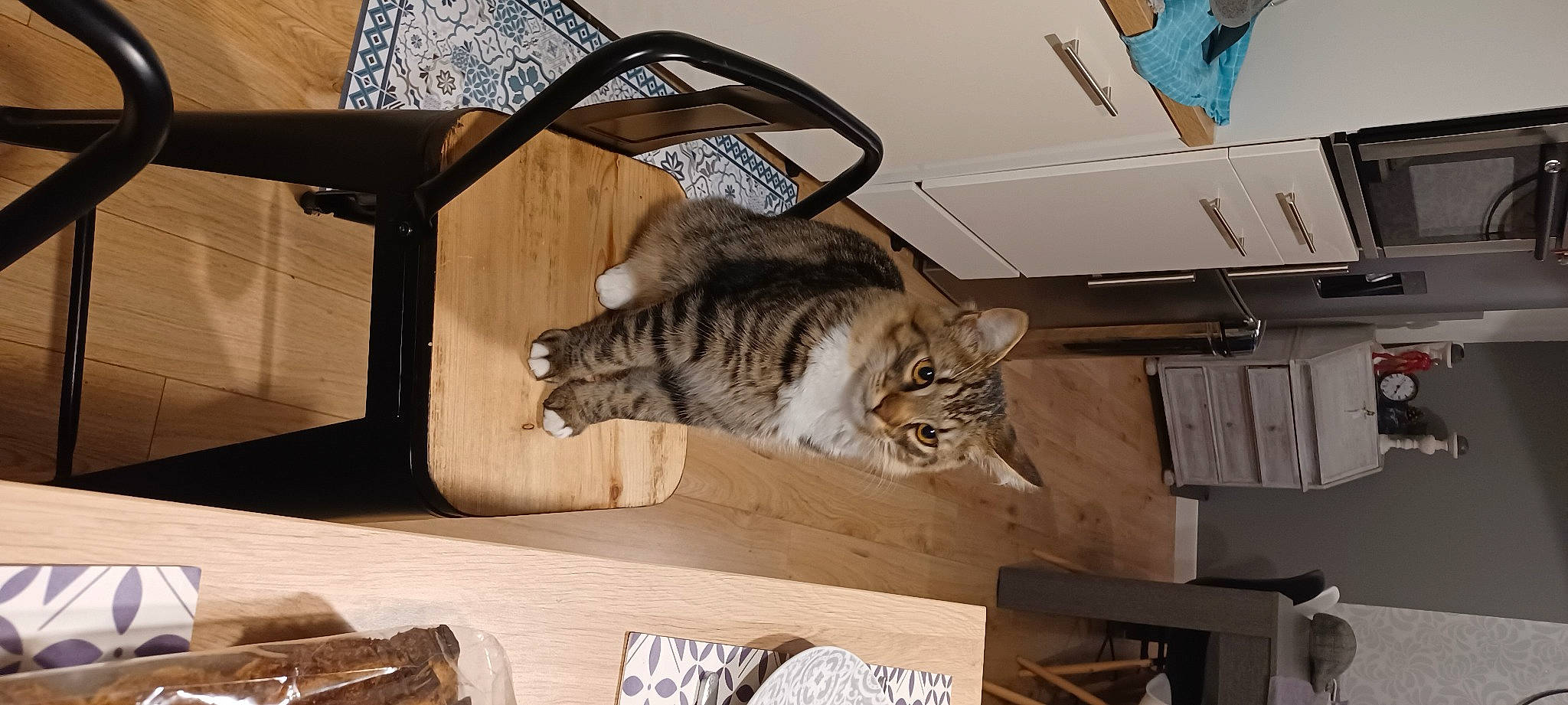 Simba a rejoint le concours — aidez-le/la à gagner de superbes lots ! carnivore, cat, comfort, couch, domestic_short_haired_cat, fawn, felidae, flooring, fur, hardwood, metal, nap, paw, room, small_to_medium_sized_cats, table, tail, terrestrial_animal, whiskers, wood