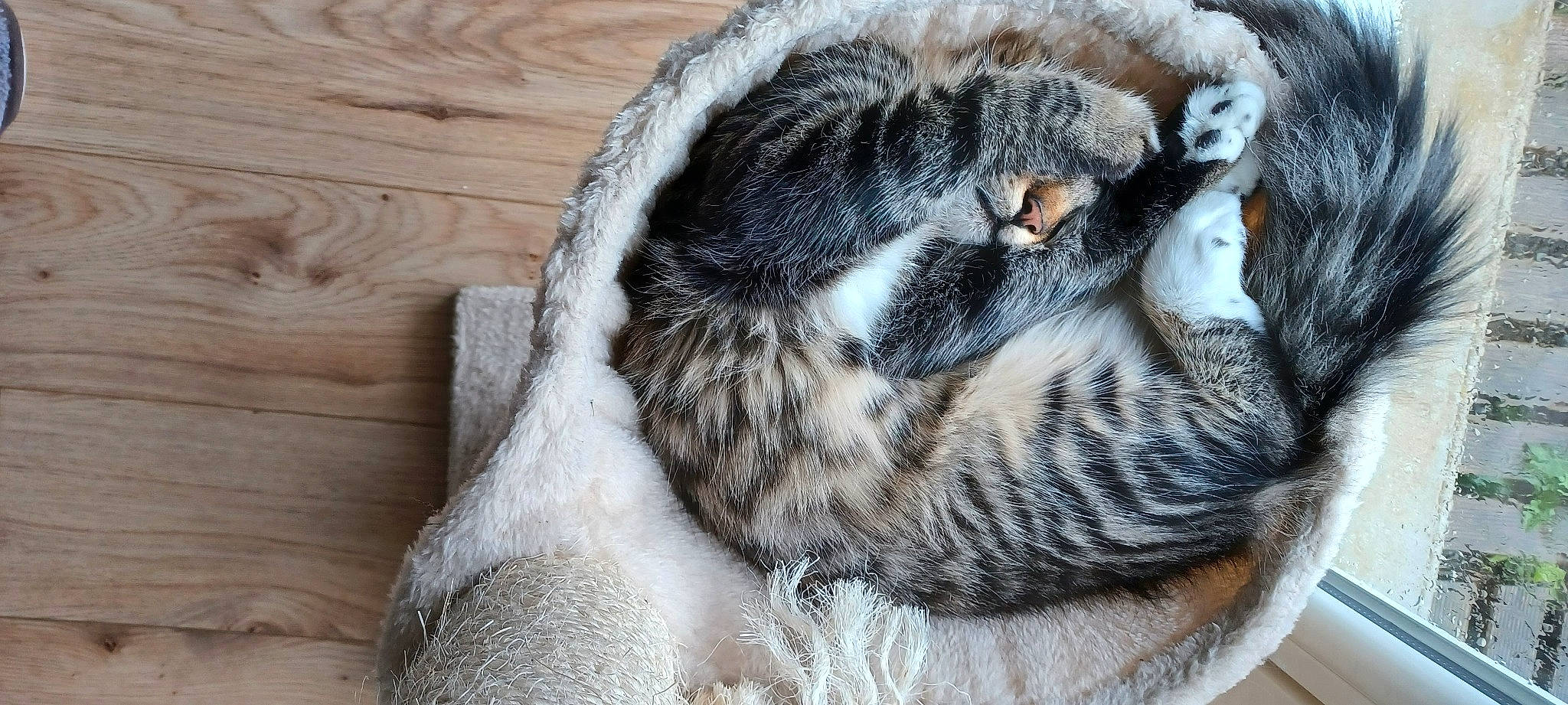 Simba a rejoint le concours — aidez-le/la à gagner de superbes lots ! carnivore, cat, cat_bed, claw, comfort, domestic_short_haired_cat, felidae, fur, grey, nap, paw, sleep, small_to_medium_sized_cats, snout, tail, terrestrial_animal, tree, whiskers, wildlife, wood