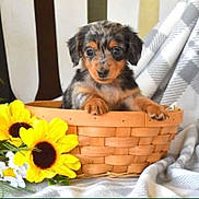 Dolly joined the competition — help win amazing prizes! puppy, dog, basket, sunflowers, flowers, blanket, indoor, cute, pet, animal, fur, brown, black, yellow, white, cozy, portrait, small, curious, adorable