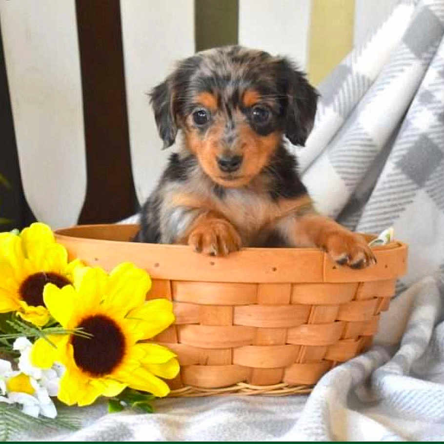 Dolly