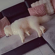 Olaf a rejoint le concours — aidez-le/la à gagner de superbes lots ! canine, comfort, couch, cozy, dog, domestic_animal, floor, fluffy, fur, home, indoor, living_room, nap, pet, pillows, relaxed, resting, sleeping, tile_floor, white_dog