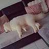 canine, comfort, couch, cozy, dog, domestic_animal, floor, fluffy, fur, home, indoor, living_room, nap, pet, pillows, relaxed, resting, sleeping, tile_floor, white_dog