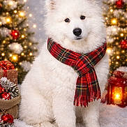 Olaf a rejoint le concours — aidez-le/la à gagner de superbes lots ! dog, white, fluffy, scarf, red, plaid, christmas_tree, lights, lantern, snow, holiday, decorations, festive, winter, gift_box, pinecones, ornaments, sitting, portrait, cozy