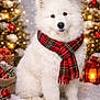 dog, white, fluffy, scarf, red, plaid, christmas_tree, lights, lantern, snow, holiday, decorations, festive, winter, gift_box, pinecones, ornaments, sitting, portrait, cozy