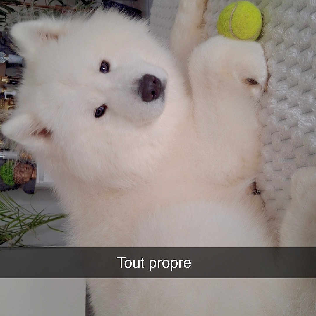 Olaf