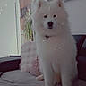 animal, couch, cute, dog, door, fluffy, furniture, heart_emoji, indoor, living_room, painting, pet, pillow, plant, samoyed, sit, sofa, text_overlay, wall_art, white_fur