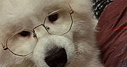 Olaf participe au concours pour gagner de l'argent avec cette photo : animal, bedroom, closeup, cozy, cute, decor, dog, face, fluffy, furniture, glasses, home, indoor, nose, pet, portrait, resting, sleepy, soft, white_dog