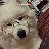 animal, bedroom, closeup, cozy, cute, decor, dog, face, fluffy, furniture, glasses, home, indoor, nose, pet, portrait, resting, sleepy, soft, white_dog