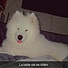 Olaf a rejoint le concours — aidez-le/la à gagner de superbes lots ! animal, bed, blanket, canine, cozy, cute, dog, fluffy, furniture, heart_emoji, indoor, pet, relaxed, resting, sleepy, television, text_overlay, tongue_out, wall, white_dog