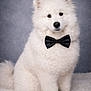 Olaf participe au concours pour gagner de l'argent avec cette photo : dog, white, fluffy, bow_tie, pet, portrait, studio, sitting, cute, furry, animal, domestic_animal, canine, indoor, fur, mammal, companion, elegant, adorable, friendly