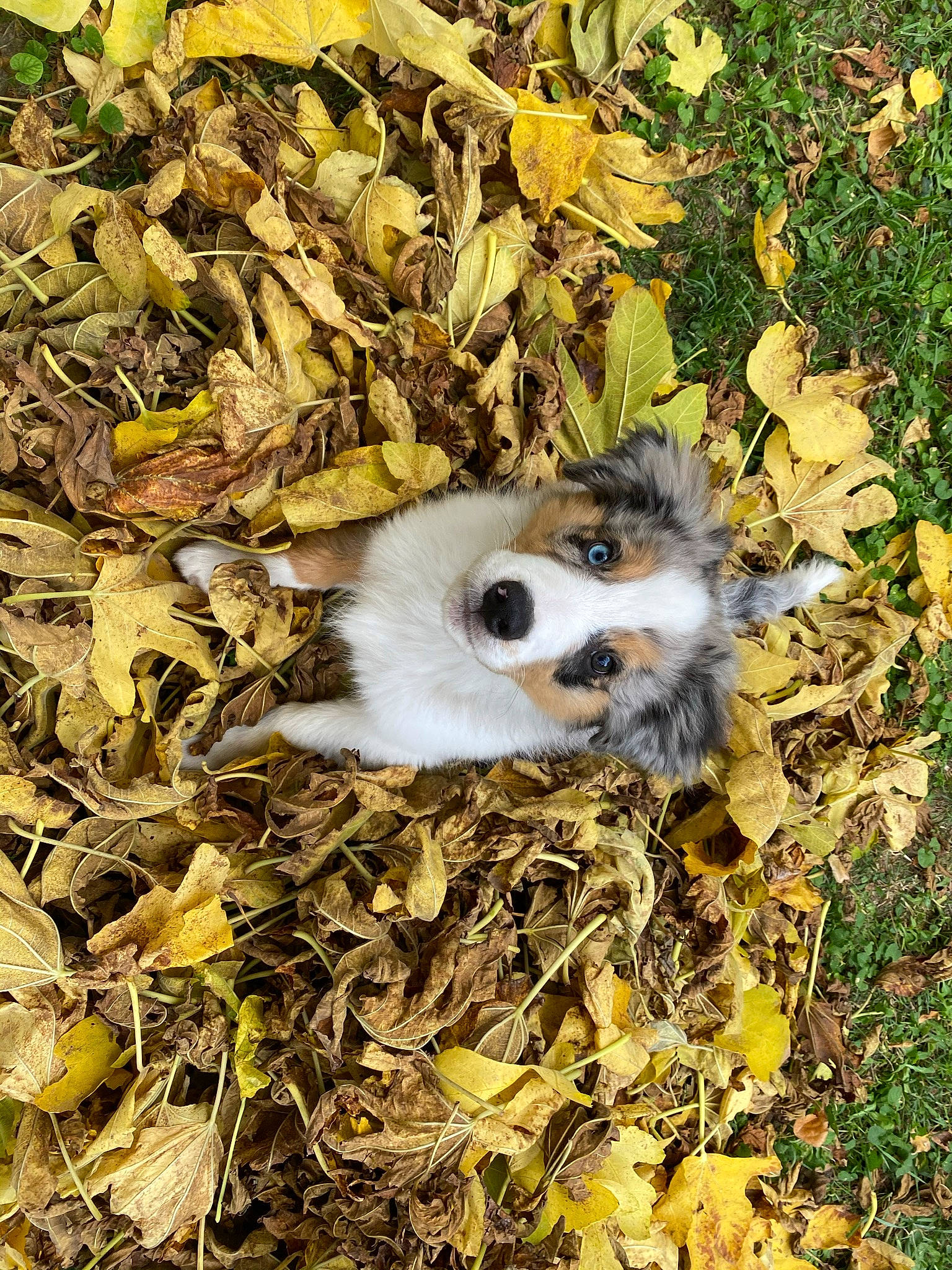Rio participe au concours pour gagner de l'argent avec cette photo : adaptation, canidae, carnivore, companion_dog, dog_breed, fawn, fur, grass, jungle, leaf, plant, snout, soil, sporting_group, terrestrial_animal, toy, toy_dog, twig, whiskers, wood