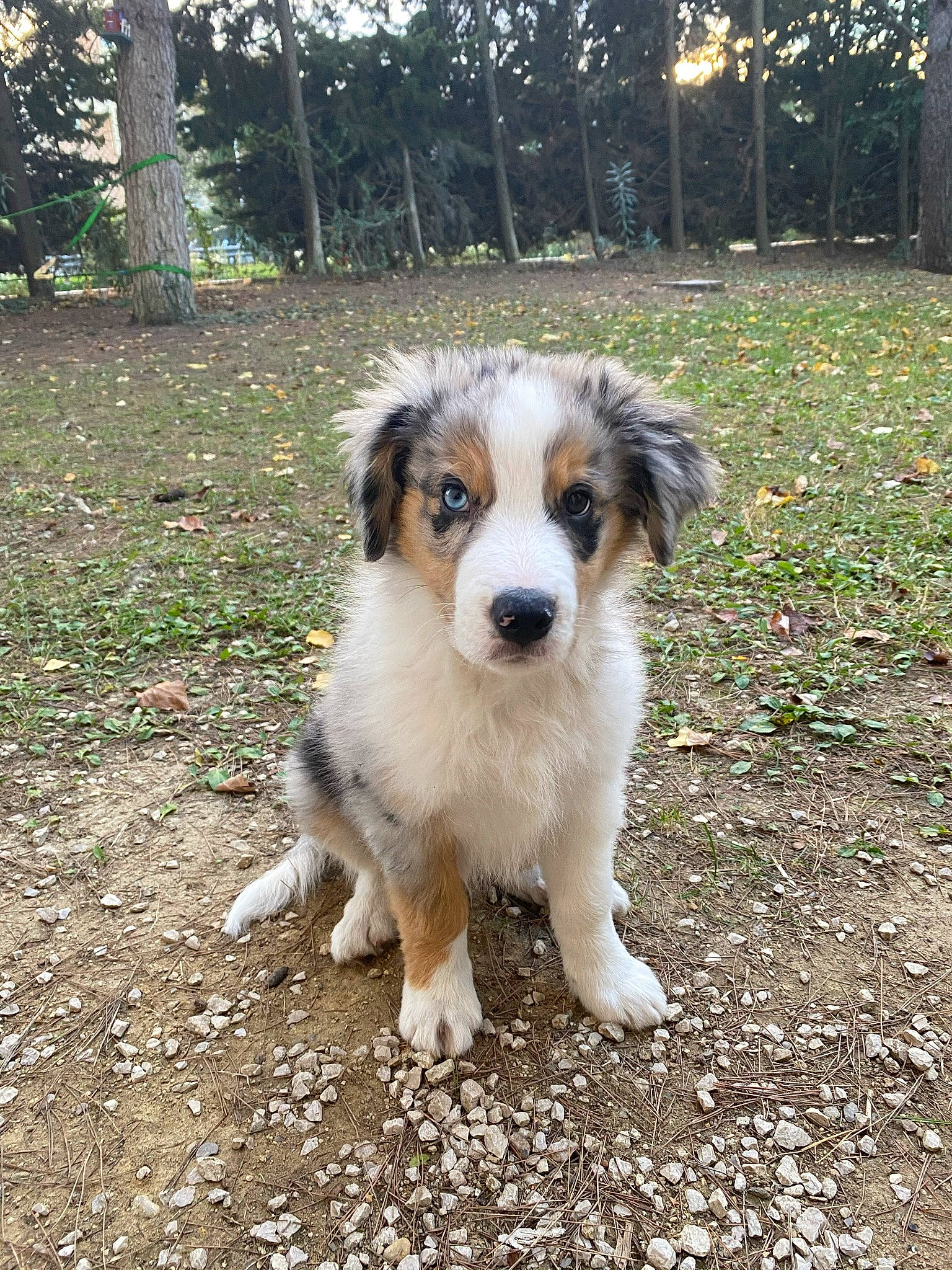 Rio a rejoint le concours — aidez-le/la à gagner de superbes lots ! ancient_dog_breeds, australian_collie, australian_shepherd, canidae, carnivore, companion_dog, dog, dog_breed, grass, herding_dog, miniature_australian_shepherd, plant, puppy, soil, sporting_group, terrestrial_animal, tree, whiskers, working_animal, working_dog
