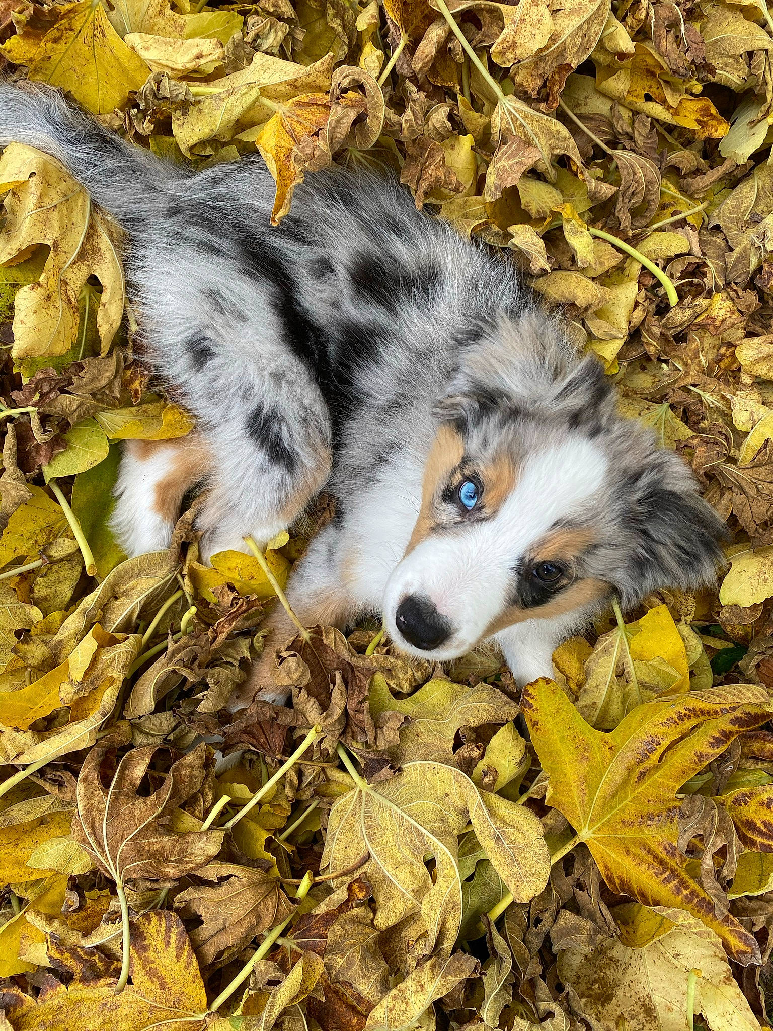 Rio participe au concours pour gagner de l'argent avec cette photo : canidae, carnivore, companion_dog, dog, dog_breed, fawn, fur, grass, herding_dog, leaf, miniature_australian_shepherd, snout, soil, sporting_group, terrestrial_animal, toy_dog, whiskers, wildlife, wood, working_dog