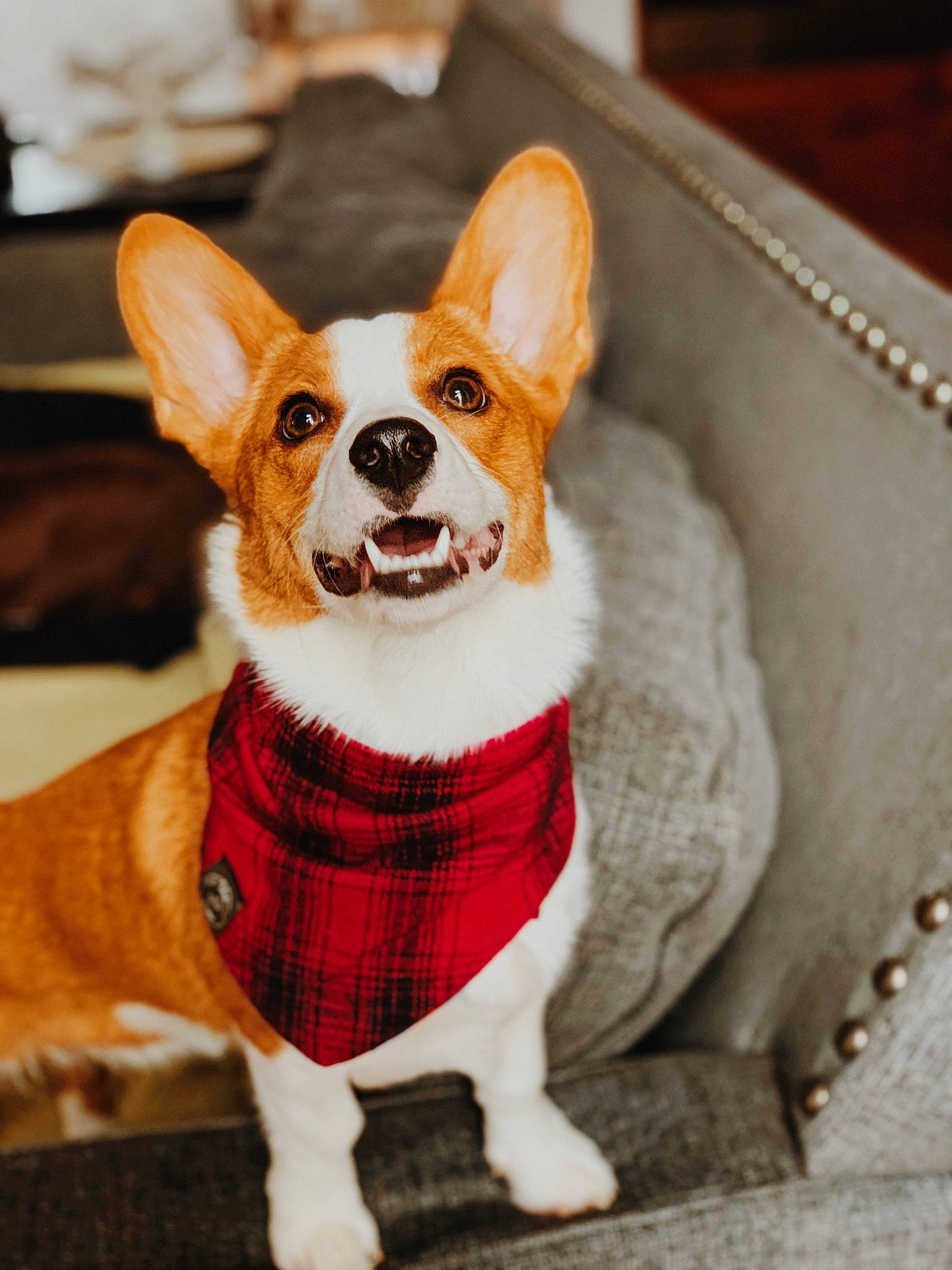 Moby joined the competition — help win amazing prizes! bow_tie, canidae, cardigan_welsh_corgi, carnivore, collar, companion_dog, corgi_chihuahua, design, dog, dog_breed, dog_clothes, fur, mammal, pattern, pembroke_welsh_corgi, plaid, snout, vertebrate, welsh_corgi
