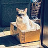 cat, feline, pet, animal, sitting, cardboard_box, box, indoors, sunlight, shadow, doorway, basket, water_bottle, home, floor, portrait, fur, ears, whiskers, funny_pose