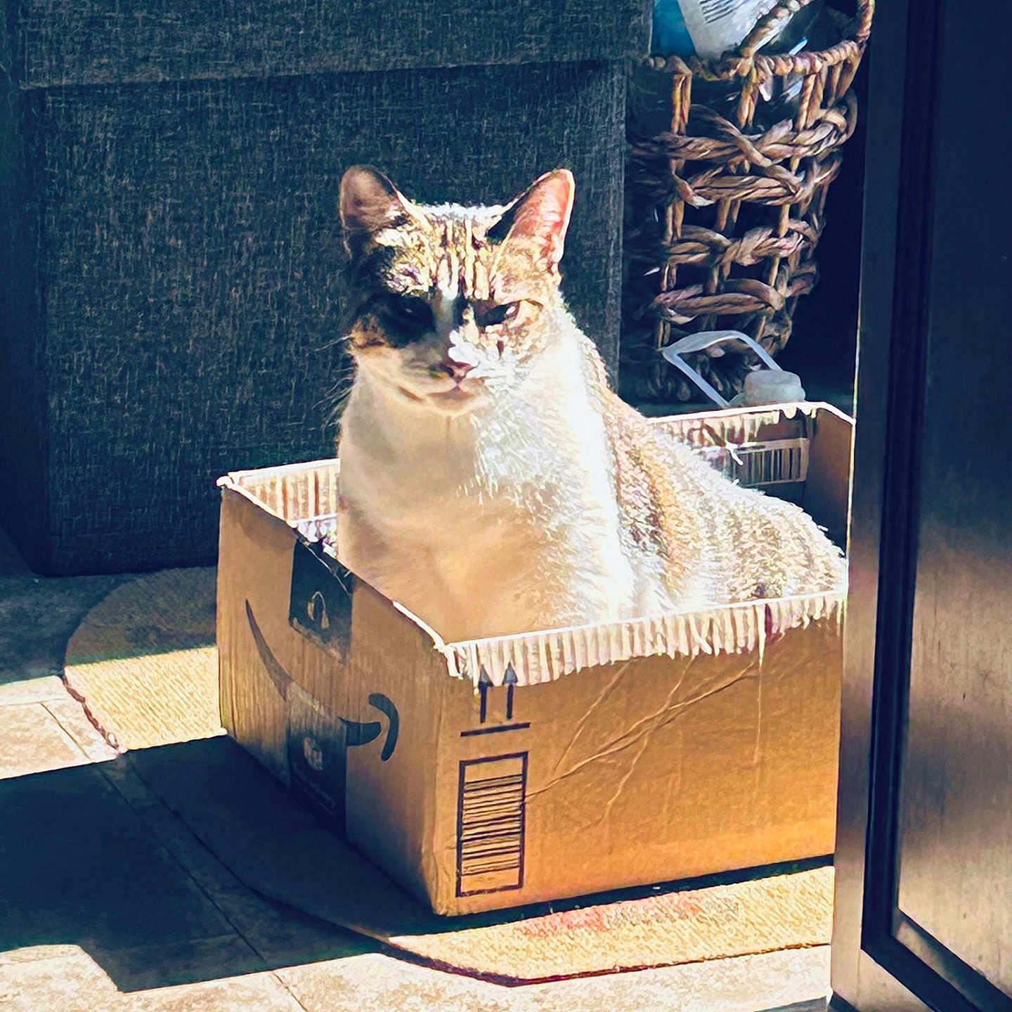 Matcha is registered to the contest to win money with this photo: cat, feline, pet, animal, sitting, cardboard_box, box, indoors, sunlight, shadow, doorway, basket, water_bottle, home, floor, portrait, fur, ears, whiskers, funny_pose