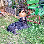 Zip participe au concours pour gagner de l'argent avec cette photo : animal, bench, ceramic_jug, dog, fence, garden, grass, greenery, leafy, nature, outdoor, pet, plants, quiet, relaxing, resting, summer, wire_cage, wooden_bench, yard