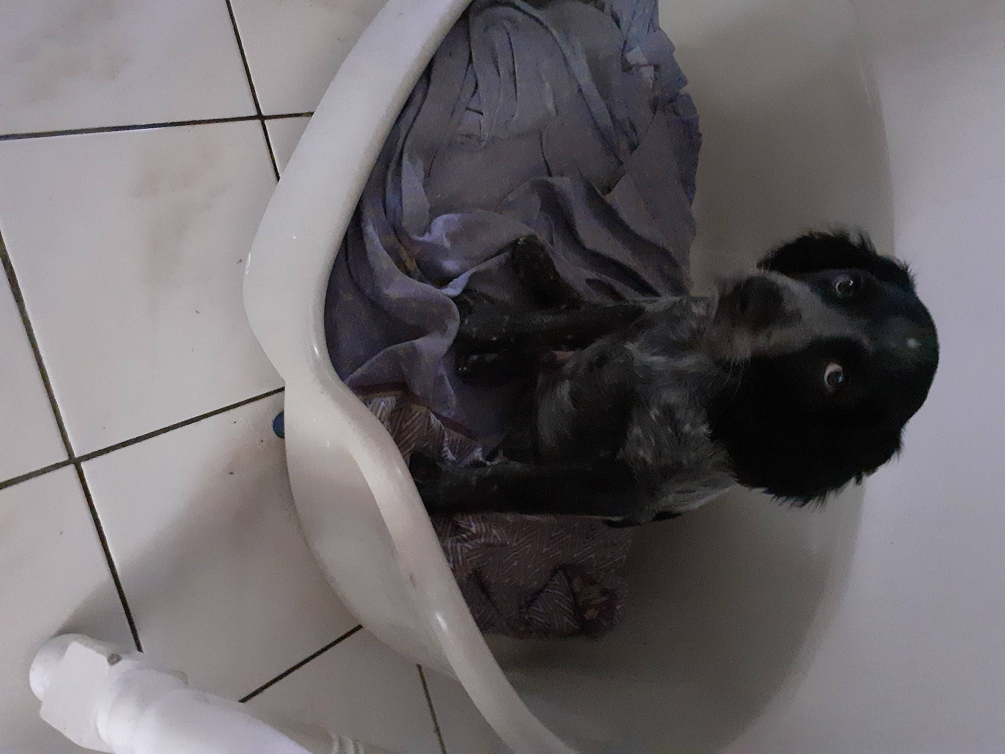 Zip a rejoint le concours — aidez-le/la à gagner de superbes lots ! art, canidae, carnivore, comfort, companion_dog, dog, dog_breed, felidae, flooring, fur, personal_protective_equipment, plumbing, plumbing_fixture, sculpture, sporting_group, stairs, tail, tile, whiskers