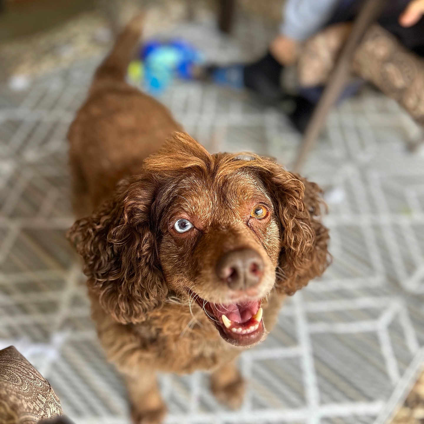 Charlie is registered to the contest to win money with this photo: animal, bodypart, boy, canine, cat, child, cockerspaniel, dog, leash, male, mouth, papillon, path, person, pet, poodle, puppy, terrier, walkway, wood