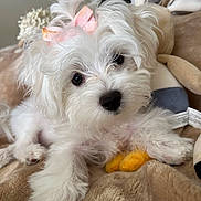 Lexi is registered to the contest to win money with this photo: puppy, dog, white_fur, bow, pink_bow, cute, pet, fluffy, soft_toys, plush, blanket, cozy, indoor, animal, lying_down, close_up, adorable, small_dog, young, curious