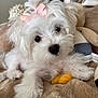 puppy, dog, white_fur, bow, pink_bow, cute, pet, fluffy, soft_toys, plush, blanket, cozy, indoor, animal, lying_down, close_up, adorable, small_dog, young, curious