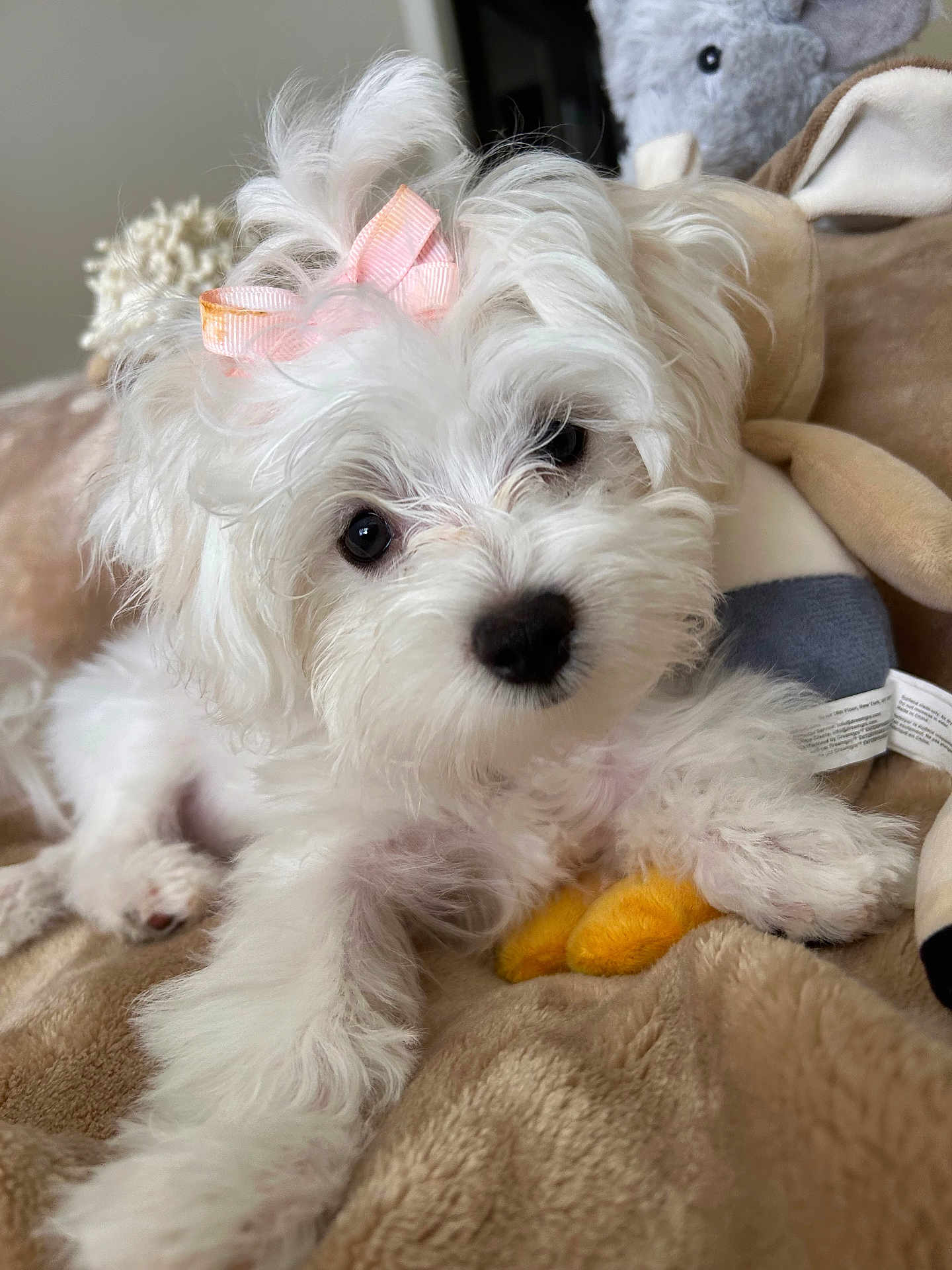 Lexi is registered to the contest to win money with this photo: puppy, dog, white_fur, bow, pink_bow, cute, pet, fluffy, soft_toys, plush, blanket, cozy, indoor, animal, lying_down, close_up, adorable, small_dog, young, curious
