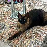 Tizzy is registered to the contest to win money with this photo: cat, siamese_cat, animal, pet, indoor, rug, patterned_rug, knitted_blanket, toy, floor, blue_eyes, stretching, relaxed, fur, whiskers, ears, home, cozy, decor, feline
