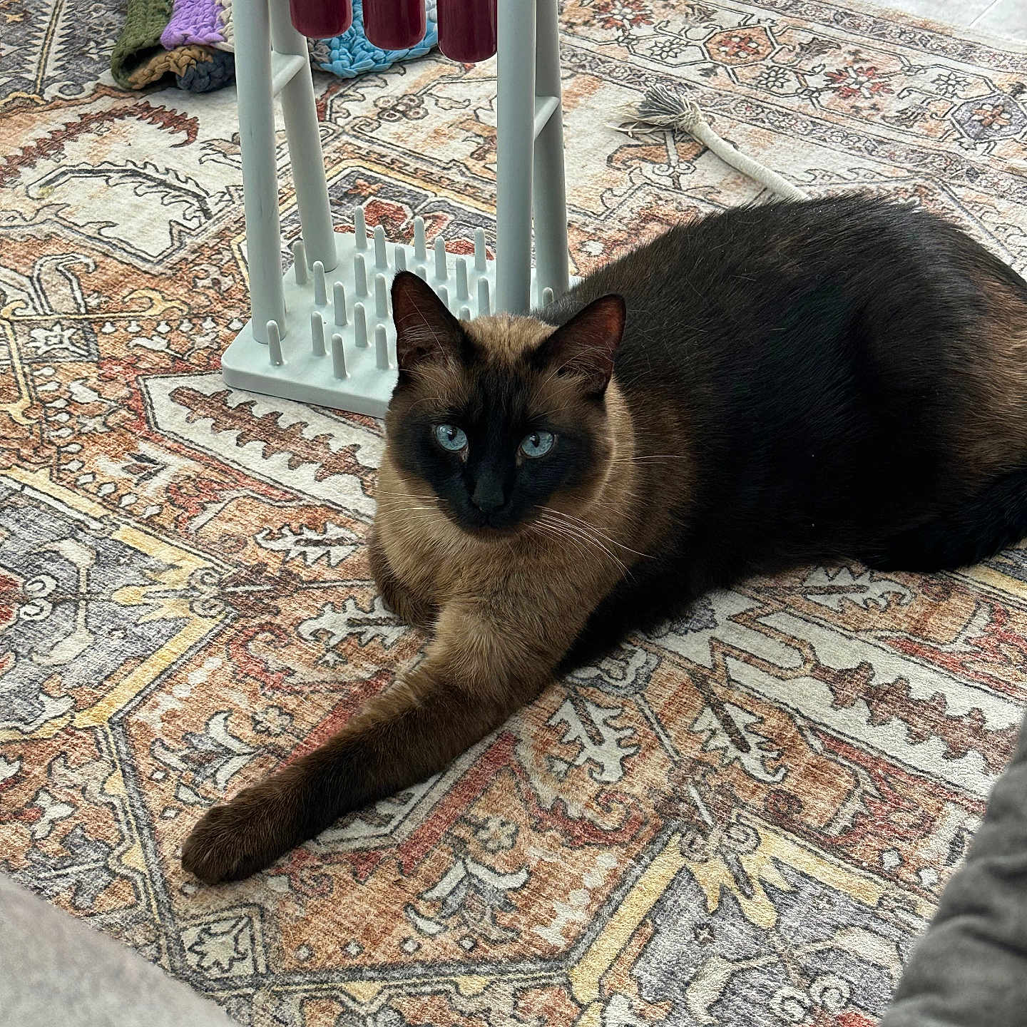 Tizzy is registered to the contest to win money with this photo: animal, blue_eyes, cat, cozy, decor, ears, feline, floor, fur, home, indoor, knitted_blanket, patterned_rug, pet, relaxed, rug, siamese_cat, stretching, toy, whiskers