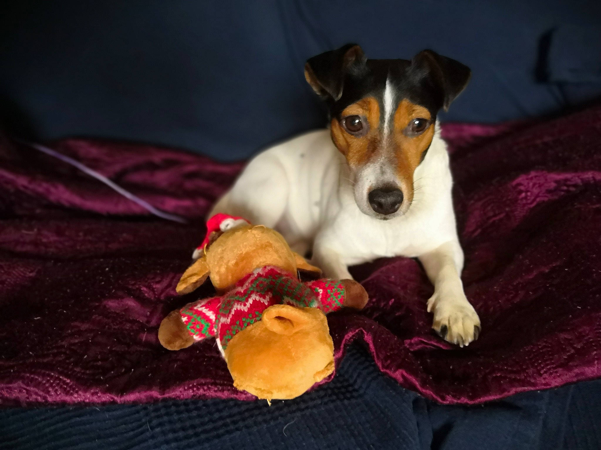 Mistral participe au concours pour gagner de l'argent avec cette photo : canidae, carnivore, comfort, companion_dog, dog, dog_breed, dog_supply, drinkware, fawn, fur, paw, puppy, small_terrier, snout, sporting_group, terrestrial_animal, terrier, toy_dog, whiskers
