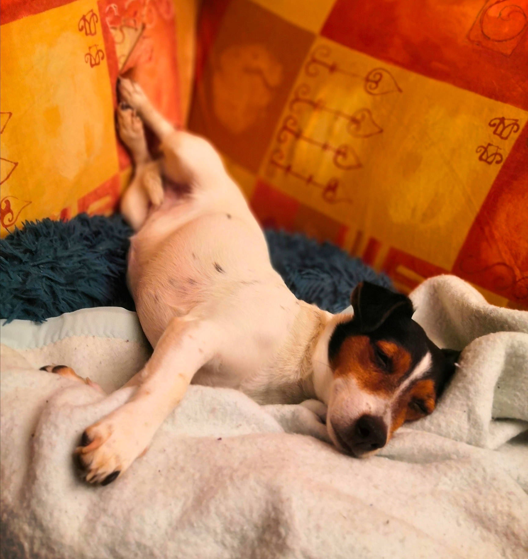 Mistral a rejoint le concours — aidez-le/la à gagner de superbes lots ! art, beagle, canidae, carnivore, comfort, companion_dog, dog, dog_breed, fawn, fur, hound, nap, paw, puppy, scent_hound, snout, sporting_group, street_dog, whiskers, working_animal