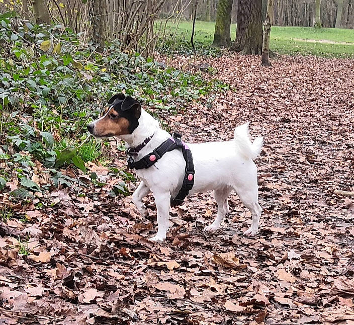 Mistral participe au concours pour gagner de l'argent avec cette photo : carnivore, chilean_fox_terrier, collar, companion_dog, dog, dog_breed, dog_supply, forest, grass, irishjacks, plant, soil, sporting_group, tail, terrestrial_animal, terrier, tree, walking, woodland, working_animal