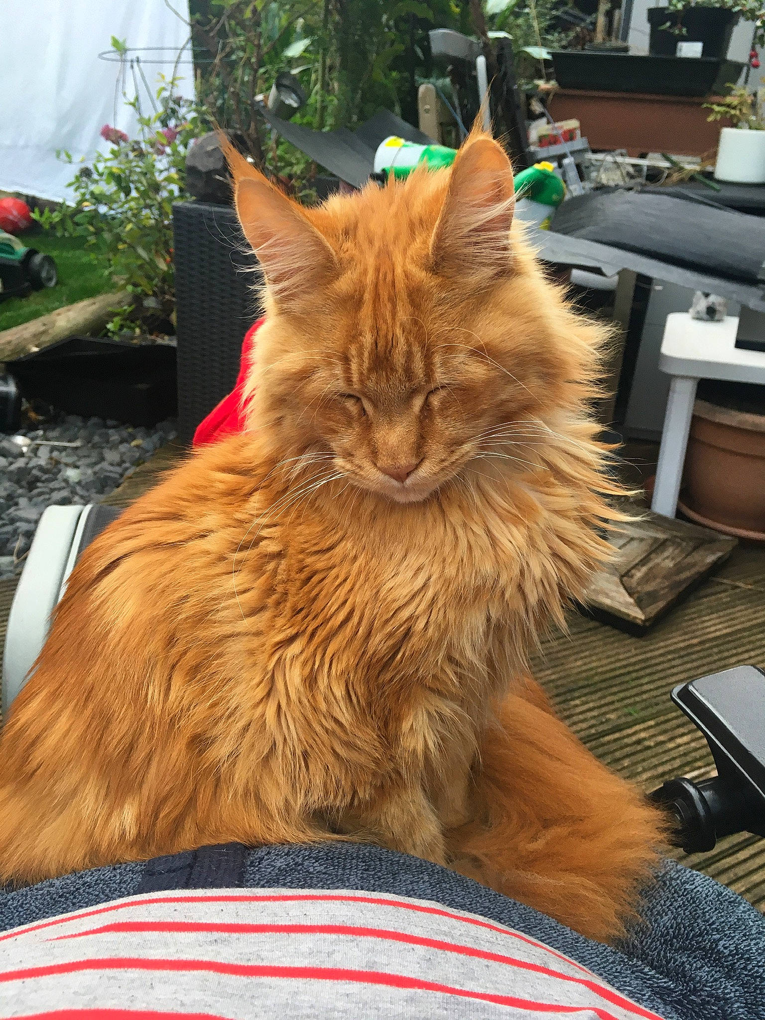 Aslan is registered to the contest to win money with this photo: box, british_longhair, carnivore, cat, domestic_short_haired_cat, fawn, felidae, flowerpot, fur, houseplant, plant, small_to_medium_sized_cats, snout, tail, whiskers, wood