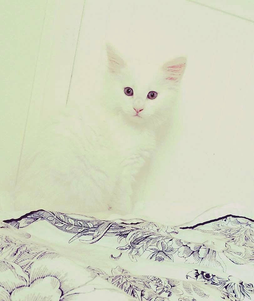 Casper is registered to the contest to win money with this photo: art, carnivore, cat, domestic_short_haired_cat, felidae, fur, linens, pattern, paw, porcelain, sleeve, small_to_medium_sized_cats, tail, whiskers