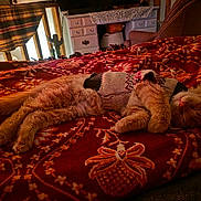 Caesar is registered to the contest to win money with this photo: cat, sleeping, orange_cat, knitted_sweater, blanket, red_blanket, patterned_blanket, indoor, cozy, resting, furniture, chair, wooden, home_decor, warm_lighting, relaxation, pet, fur, domestic_animal, cute